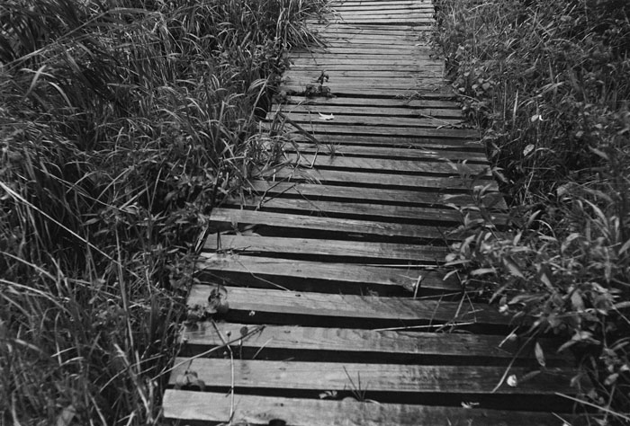 Marsh boardwalk