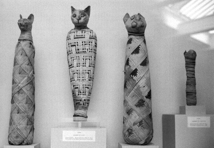 Mummified cats, British Museum