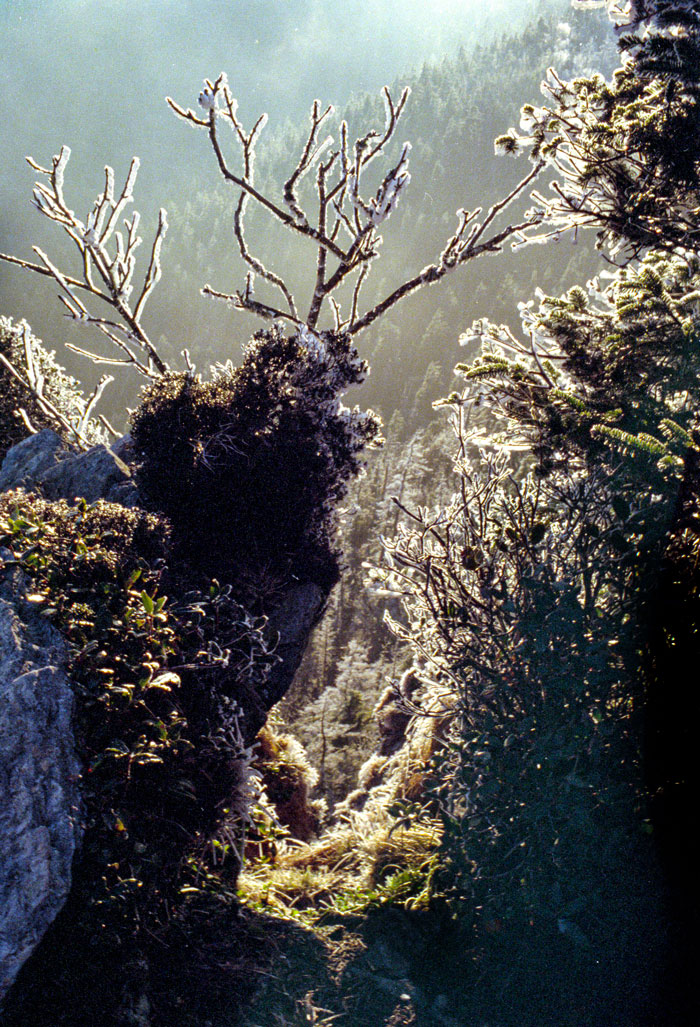 Shrubs encased in ice