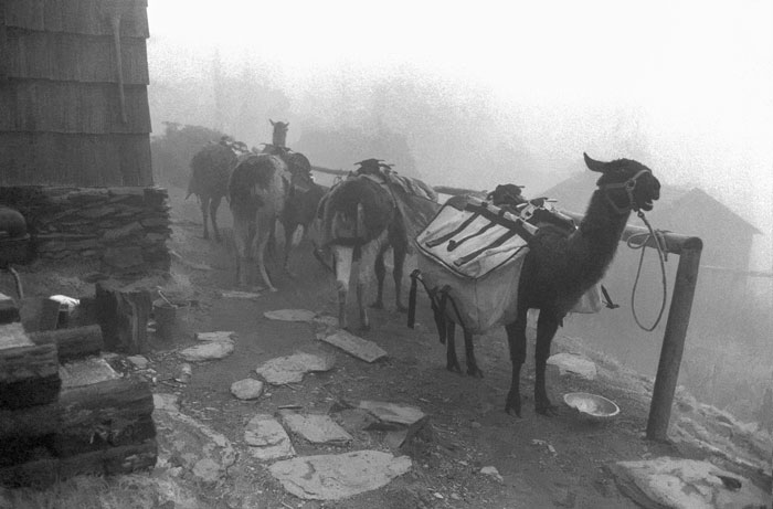 Llamas in the mist