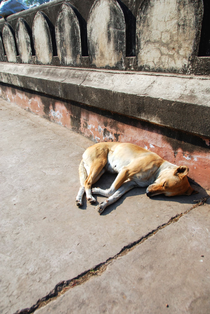 Sleeping street dog