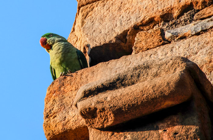 Wild parakeet