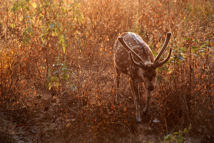 Spotted deer