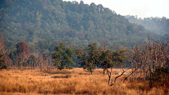Tiger landscape