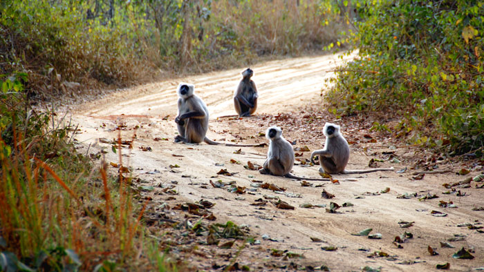 Monkeys in road