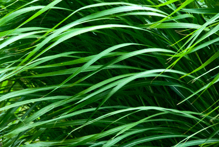 Montreal Grass, Montreal Botancal Garden