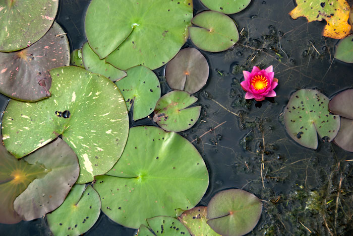 Montreal Water lily, Montreal Botancal Garden