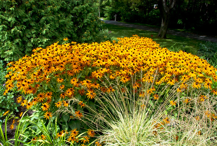 Yellow spray, Montreal Botancal Garden