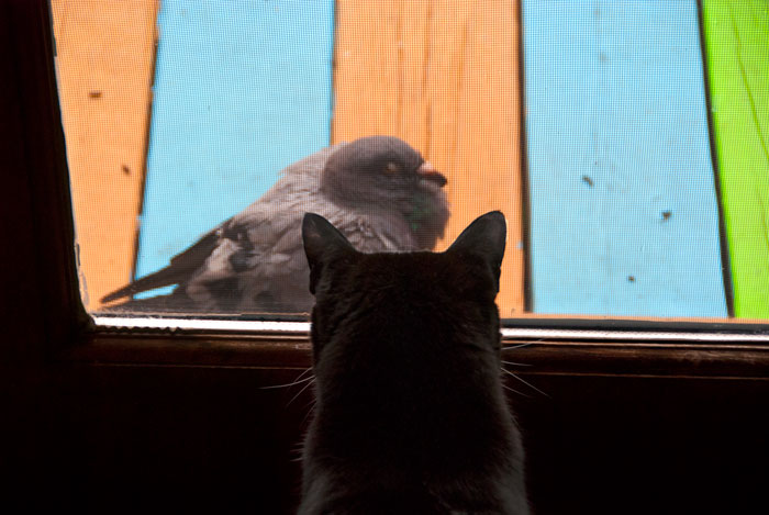 Garrison Cat TV