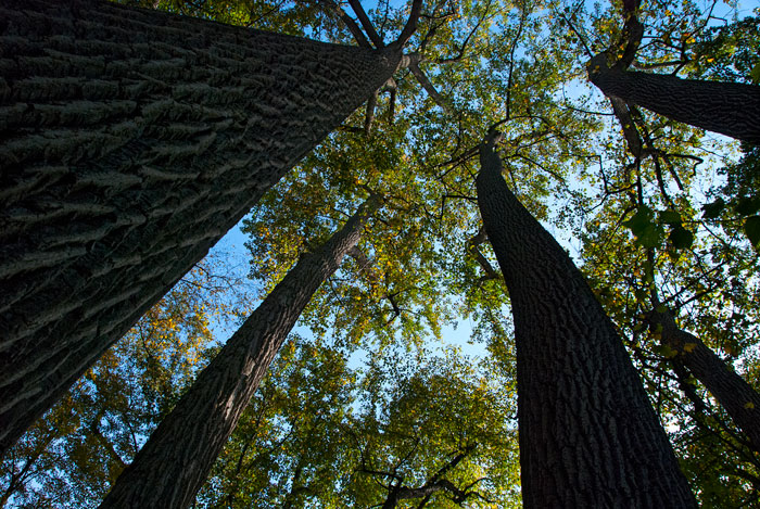 Up into the trees