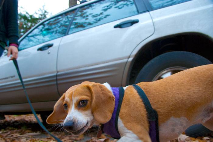 Garrison Mean dog